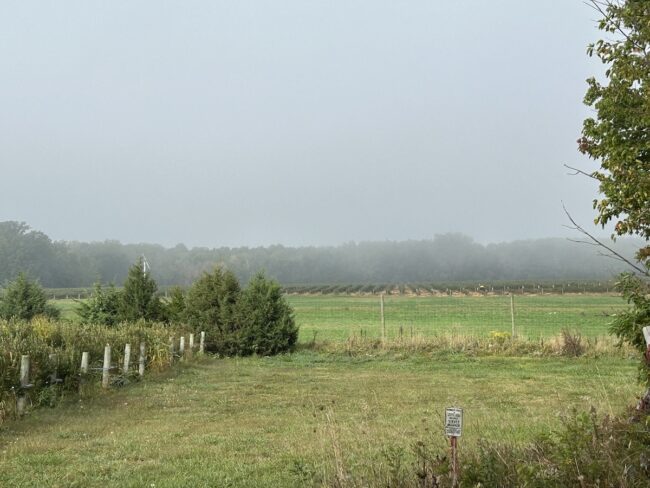vineyards on trail ride