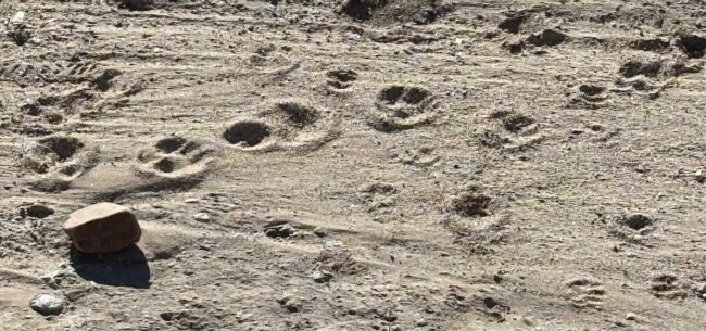 Paw Prints on ride