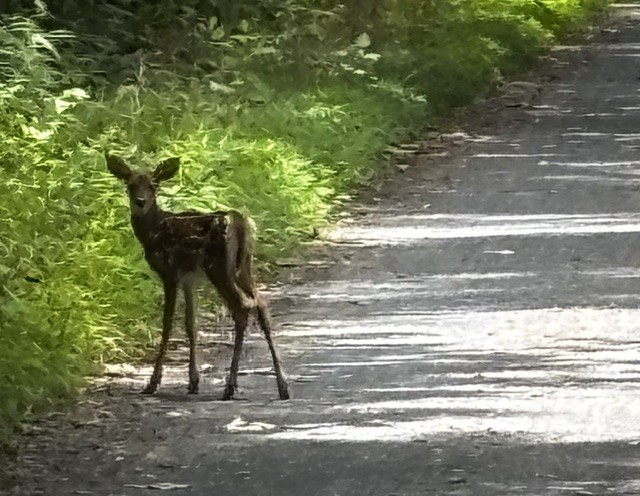 GAP and C&O Trail Cycling Adventure deer on trail