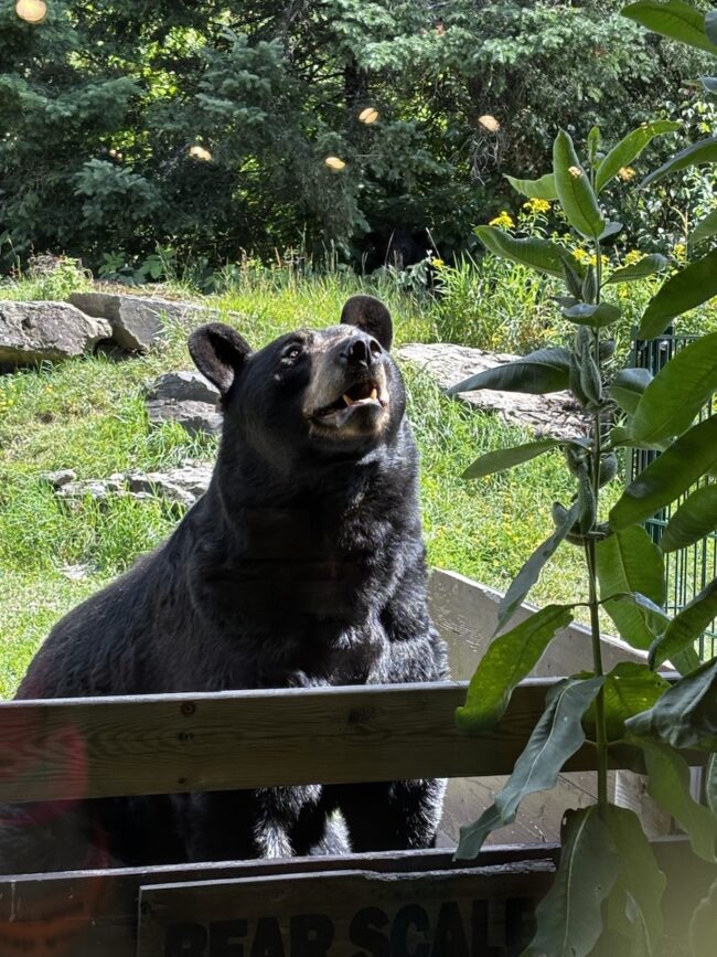 Mesabi Trail bear at sanctuary