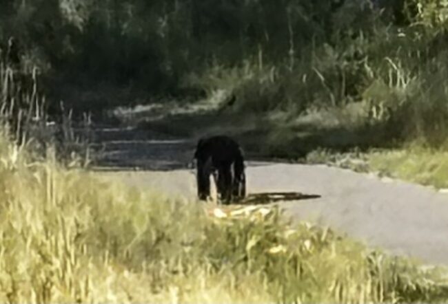 Mesabi Trail black bear