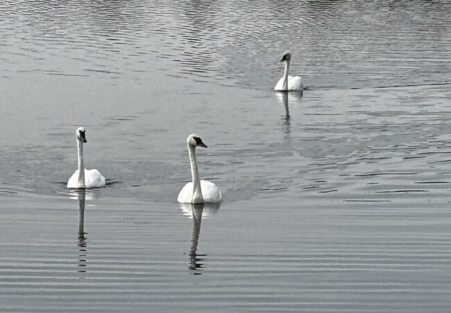 Mesabi Trail Trumpeter Swans