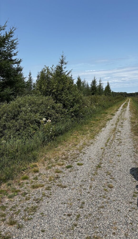 Mesabi Trail gravel road