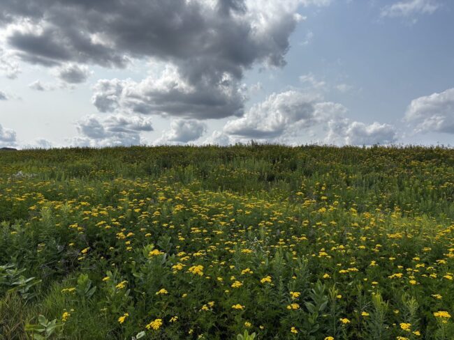 Mesabi Trail wild flowers